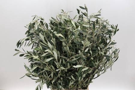 <h4>Leaf olive per bunch</h4>
