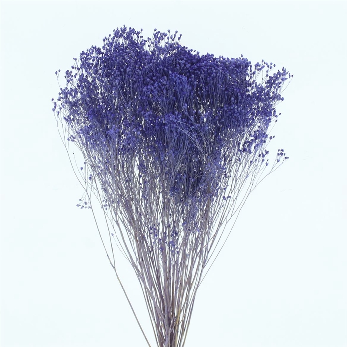 <h4>Dried Broom Bloom Lavendel</h4>