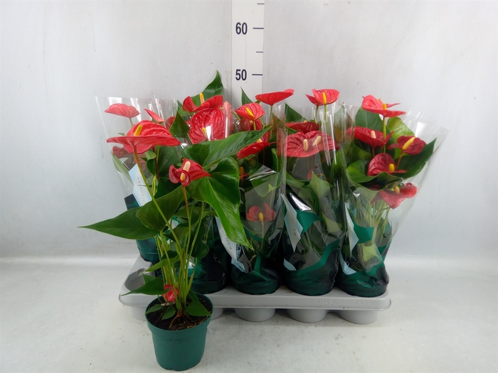 <h4>Anthurium Andr. 'aristo'</h4>