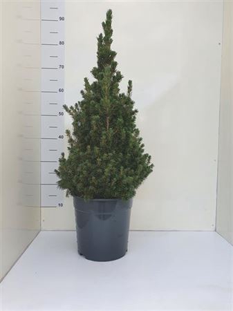 <h4>Picea Gl Conica 80cm</h4>