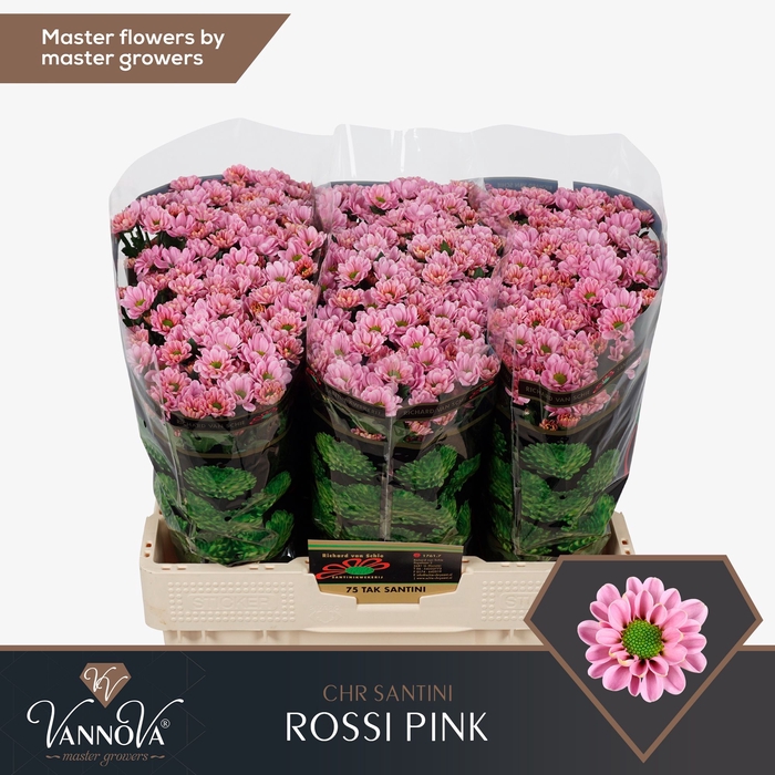 <h4>Chr S Rossi Pink</h4>