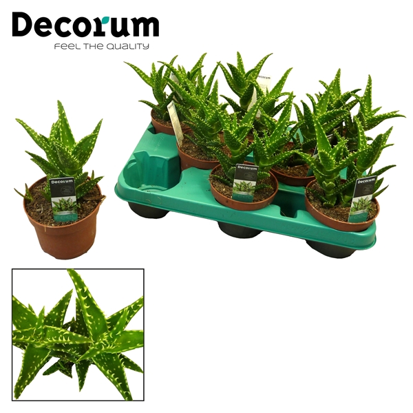 <h4>Aloe concinna (Decorum)</h4>