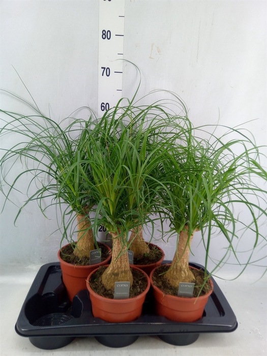 <h4>Beaucarnea Recurvata</h4>