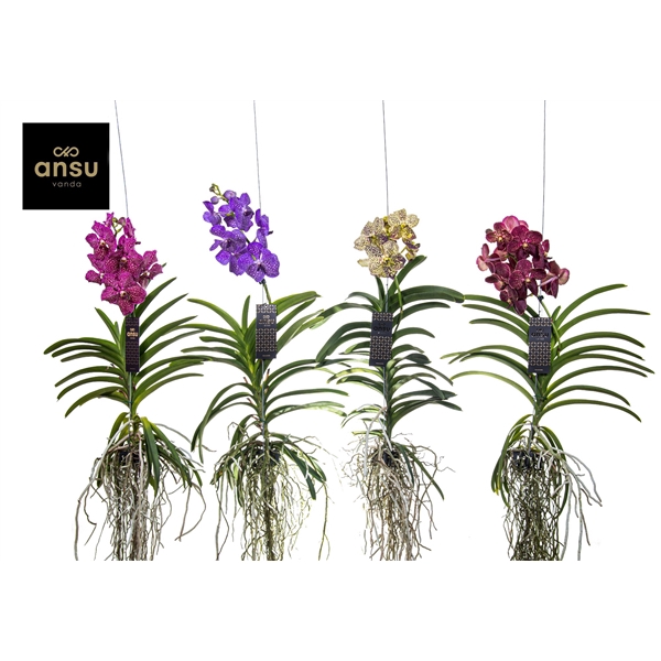 <h4>Vanda Mix XL - Colour Mix</h4>