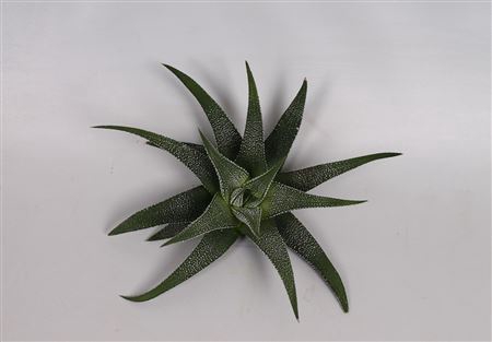 <h4>Haworthia concolor cutflower wincx-8cm</h4>