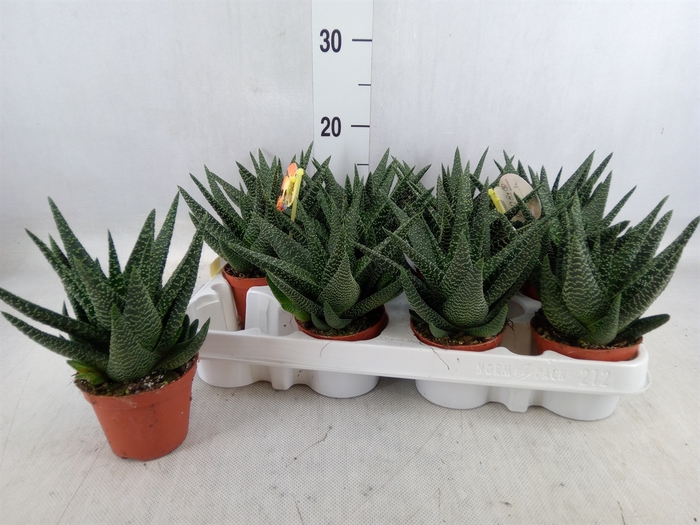 <h4>Gasterhaworthia  'Royal Highness'</h4>
