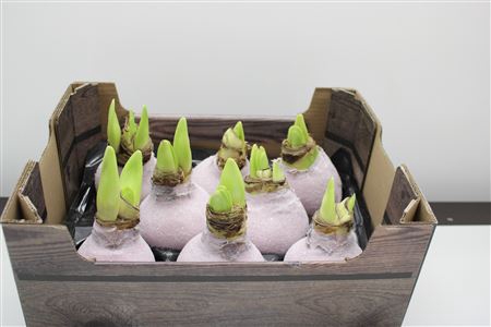 <h4>Amaryllis Bol Champ Glitter</h4>