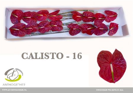 Anth A Calisto 16