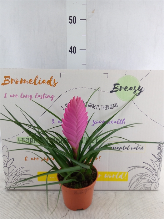 <h4>Tillandsia cyanea 'Vincent'</h4>