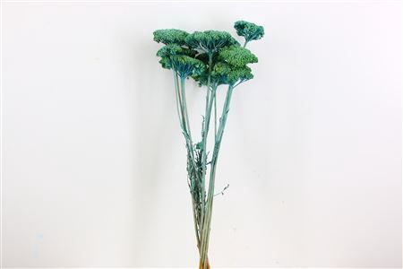 <h4>Dried Achillea Frosted Light Blue Bunch</h4>
