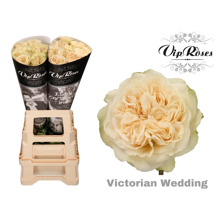 Vip Roses Webshop