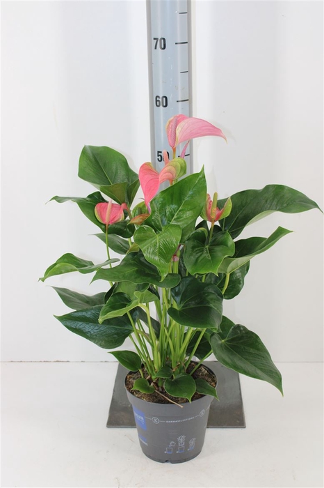 <h4>Anthurium Karma Joli P17</h4>