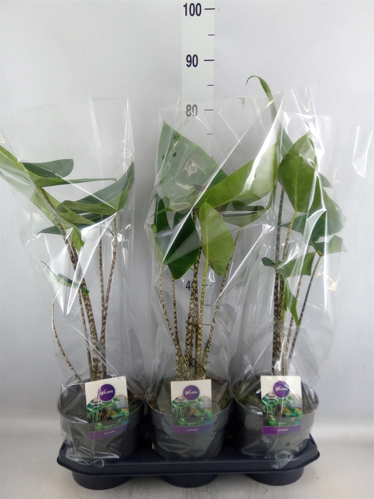 <h4>Alocasia zebrina</h4>