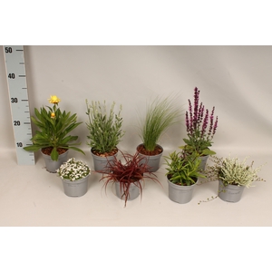 vaste planten 12 cm Divers