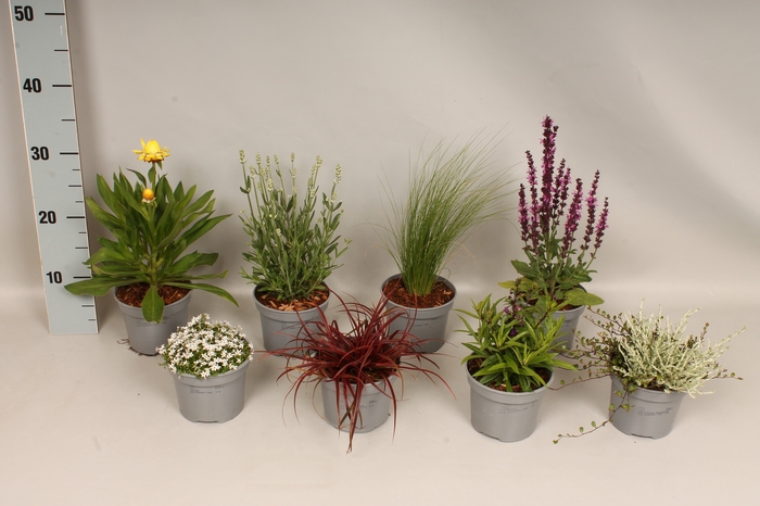 <h4>vaste planten 12 cm Divers</h4>