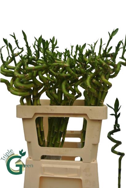 <h4>Bamboo lucky spiral + toef</h4>