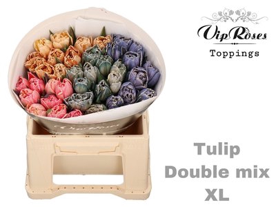 <h4>Tulipa do paint mix in bunch</h4>