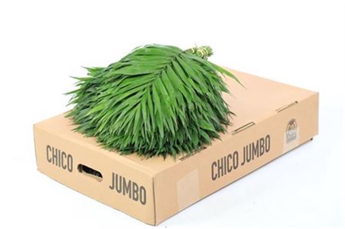 <h4>Chico Teepee</h4>