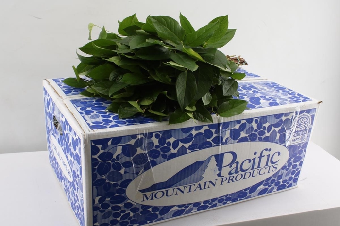 <h4>SALAL  TIPS PACIFIC AIR</h4>