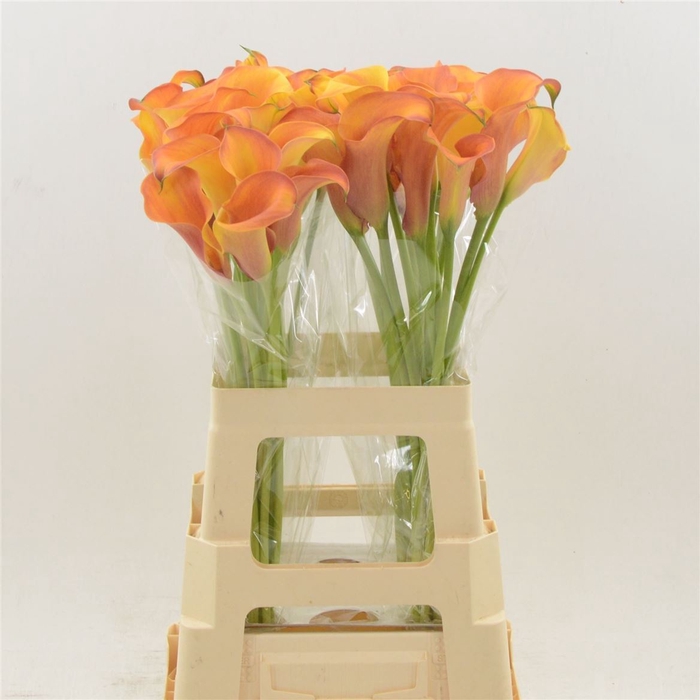 <h4>Zantedeschia captain odeon</h4>