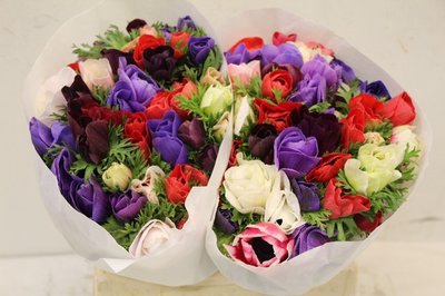 <h4>Anemone mistral plus rainbow</h4>