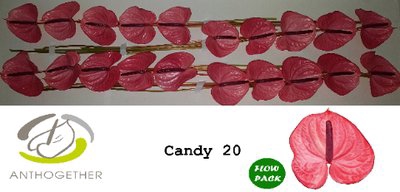 <h4>Anthurium candy</h4>