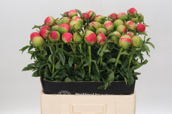 <h4>Paeonia coral sunset</h4>