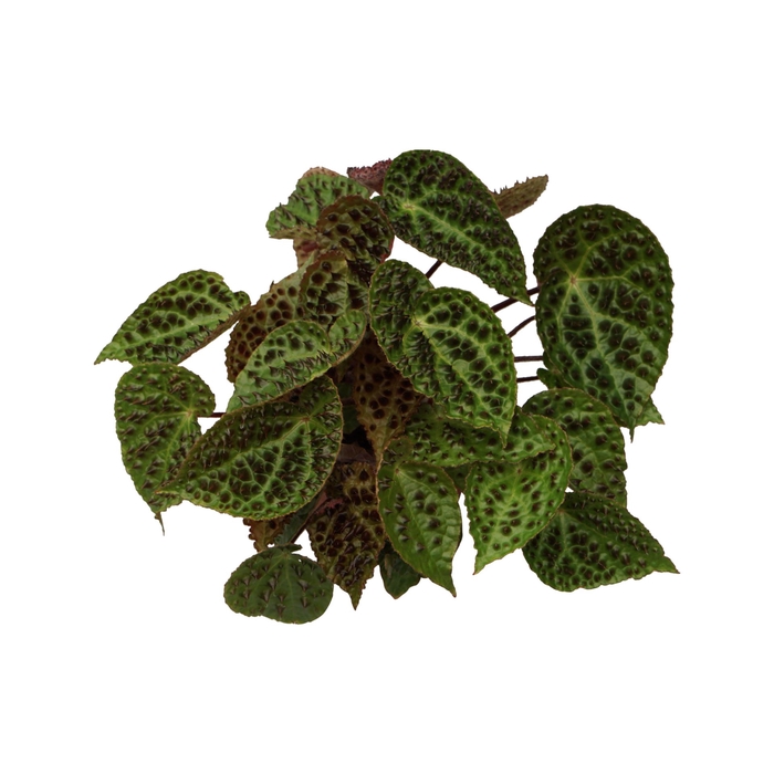 <h4>Begonia blad. ferox</h4>