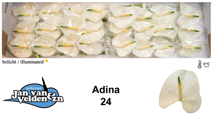 <h4>Adina 40</h4>
