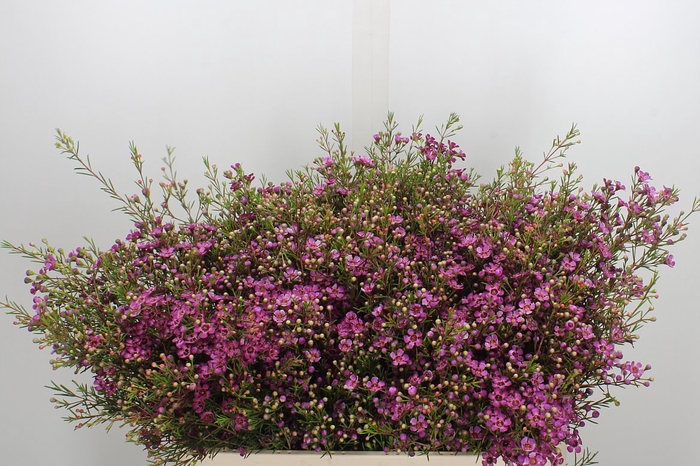 <h4>Chame Un Rotem 70cm</h4>