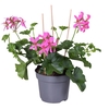 Pel Peltatum Balcon Mix