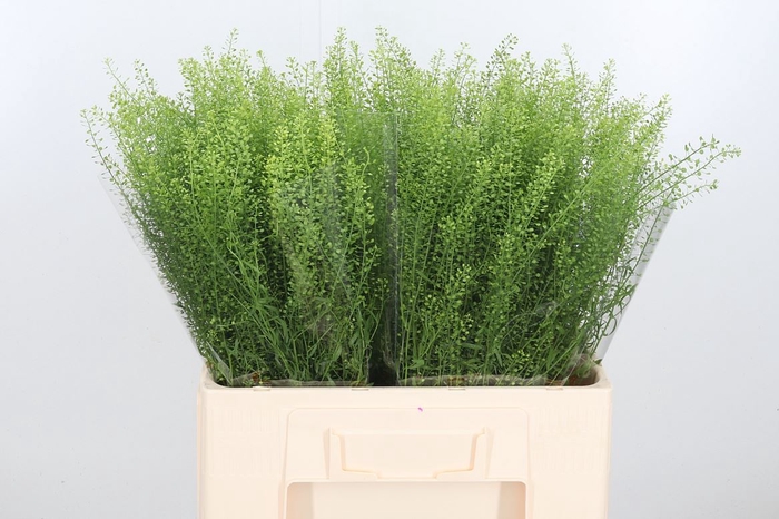 <h4>Thlaspi green bell</h4>