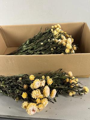 <h4>Df Helichrysum White Bs</h4>