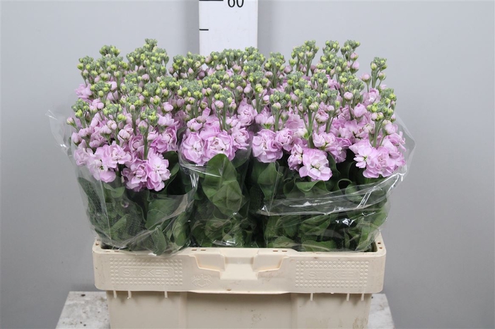 <h4>Matth Figaro L Rose</h4>