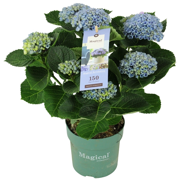 <h4>Hydrangea Magical Revolution ® blue 5/6 flowers</h4>