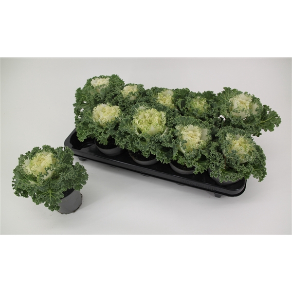 <h4>Brassica gekruld wit 10,5 cm</h4>