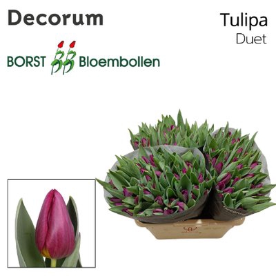 <h4>Tulipa si duet</h4>