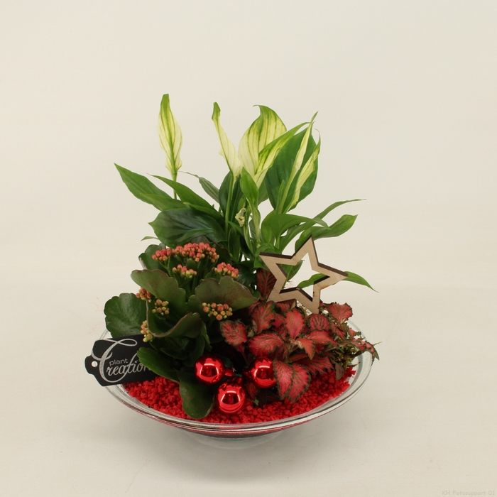 <h4>BAXM-2302R Xmas Fundamentals</h4>