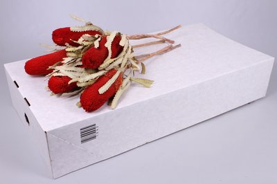 <h4>Banksia paint prionotes red</h4>