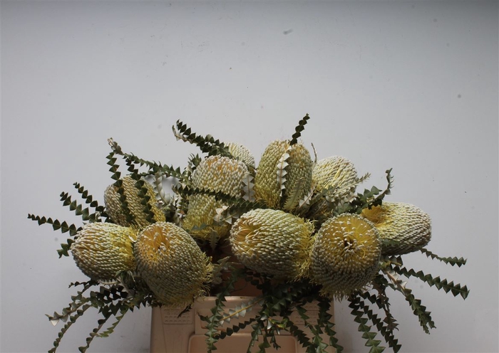<h4>Banksia Speciosa</h4>
