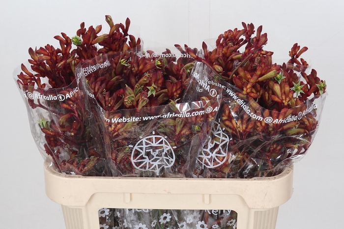 <h4>Anigozanthos Early Spring</h4>