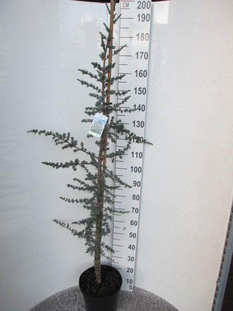 <h4>CEDRUS L GLAUCA 160-180CM</h4>