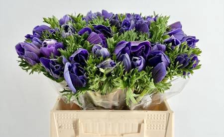 <h4>Anemone mistral plus blue</h4>