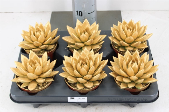 <h4>Echeveria Coloured Metal Free Goldp10.5</h4>