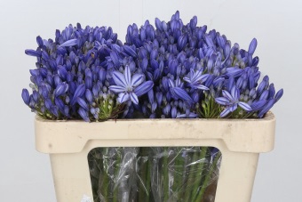 <h4>Agapanthus EYFORI Blue</h4>