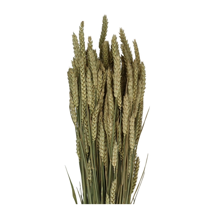 <h4>Droogbloem Tarwe 70cm Naturel</h4>