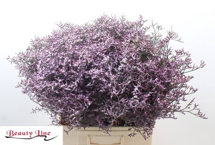 <h4>LIM SAF LILAC</h4>