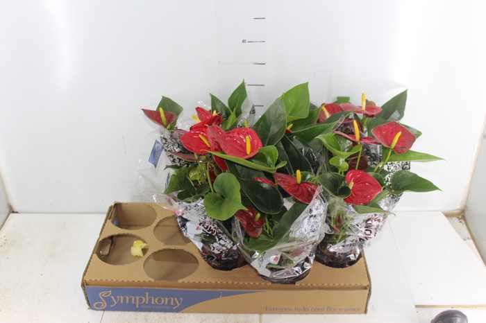 <h4>ANTHURIUM RED SUCCESS P12</h4>