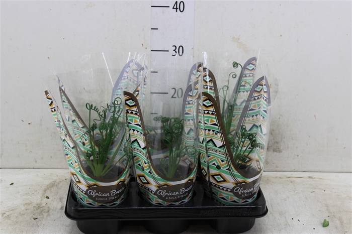 <h4>Albuca Spiralis Frizzle Sizzle In Hoes</h4>