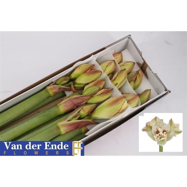 <h4>Hippeastrum irinia</h4>